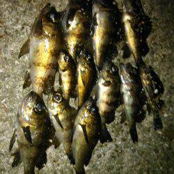 大潮満月ド干潮で目張炸裂逆転満塁ホームランの巻